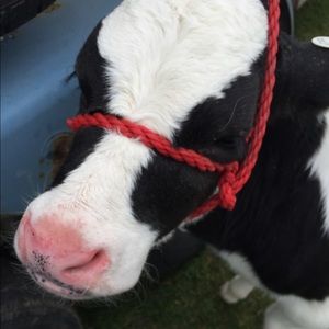 Meet your Posher, Bailey